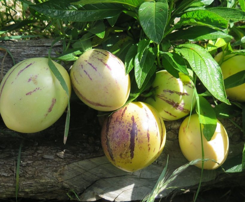 How to Propagate Pepino Melons: A Step-by-Step Guide