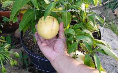 How long does it take Pepino plants to fruit?